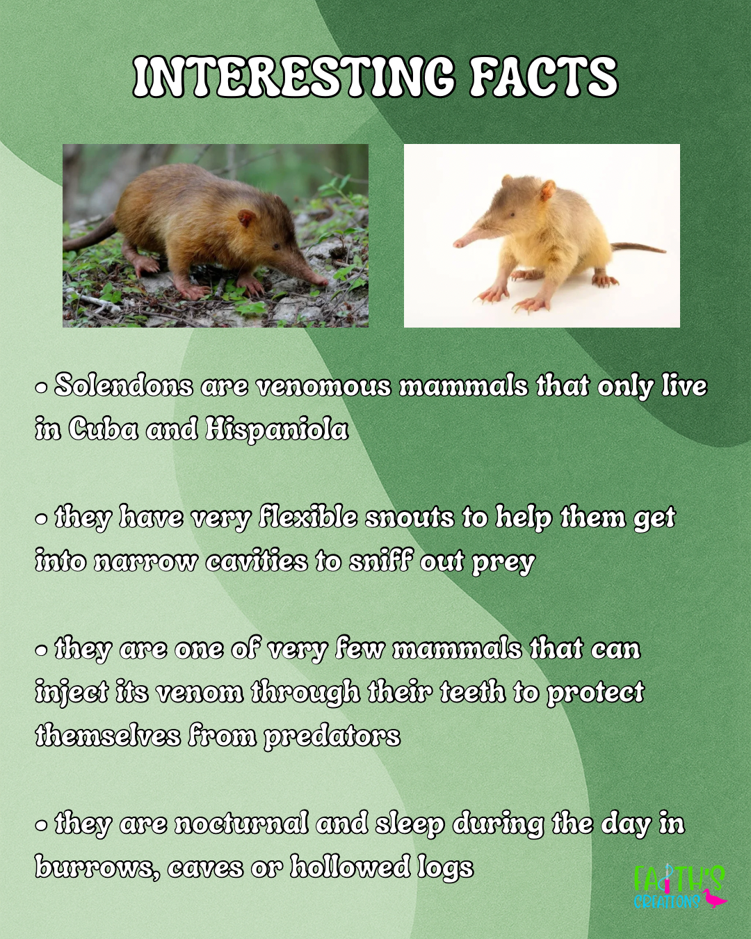 No-sew Solenodon PDF Pattern